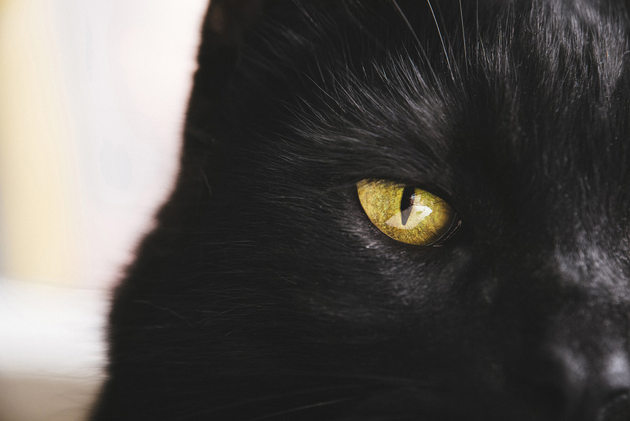 攝影師詳解如何拍攝黑色寵物