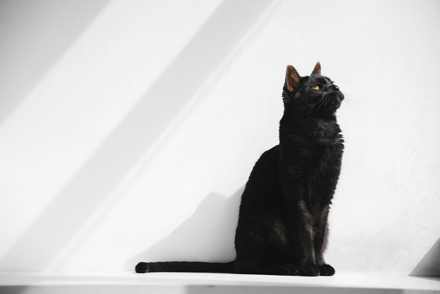 攝影師詳解如何拍攝黑色寵物