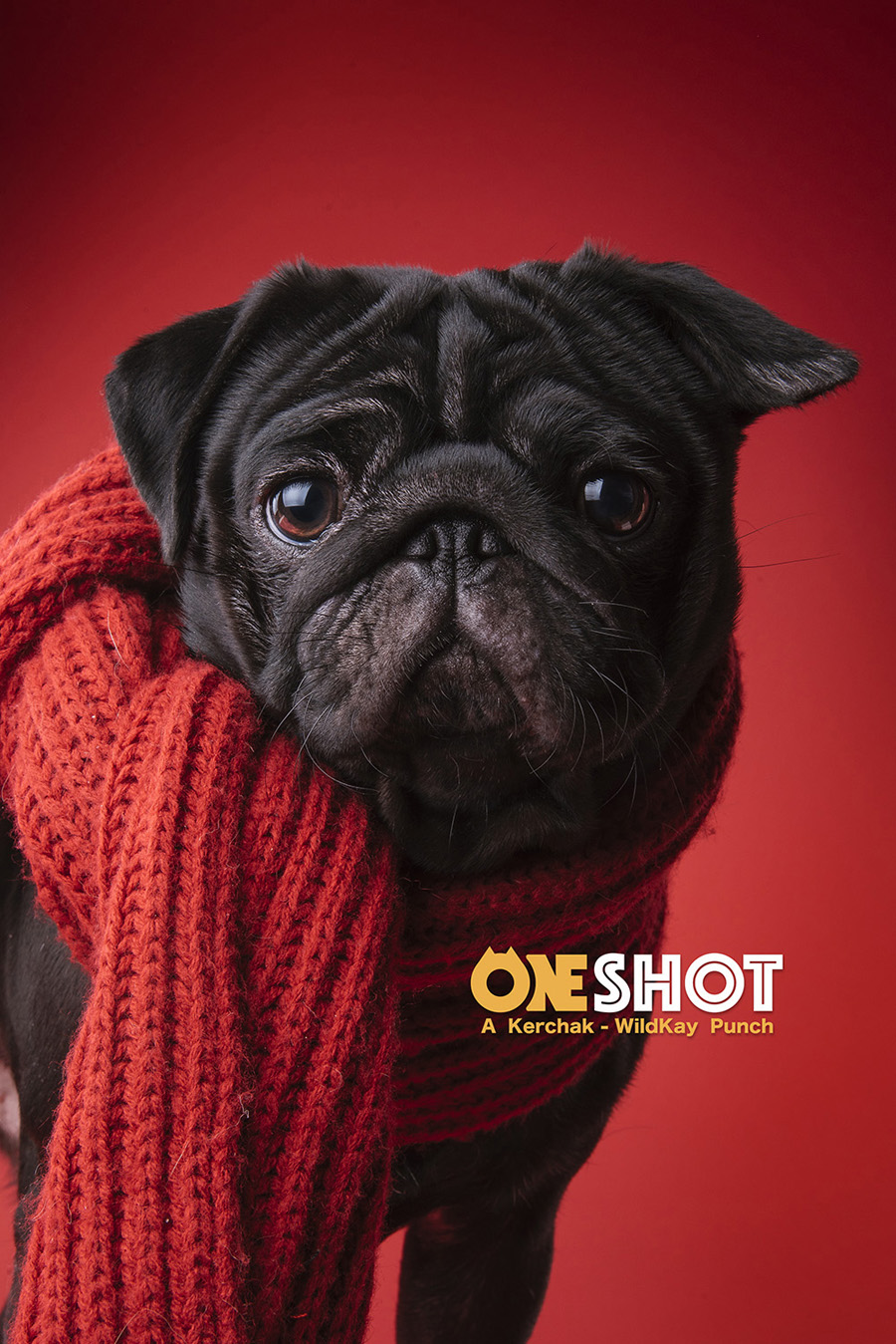 攝影師詳解如何拍攝黑色寵物