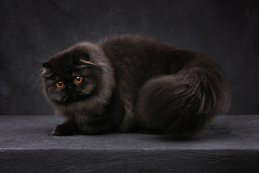 攝影師詳解如何拍攝黑色寵物