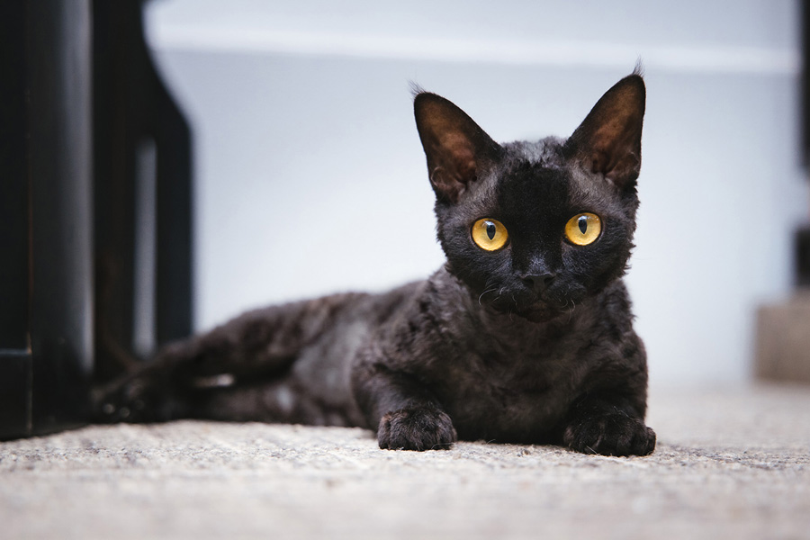 攝影師詳解如何拍攝黑色寵物