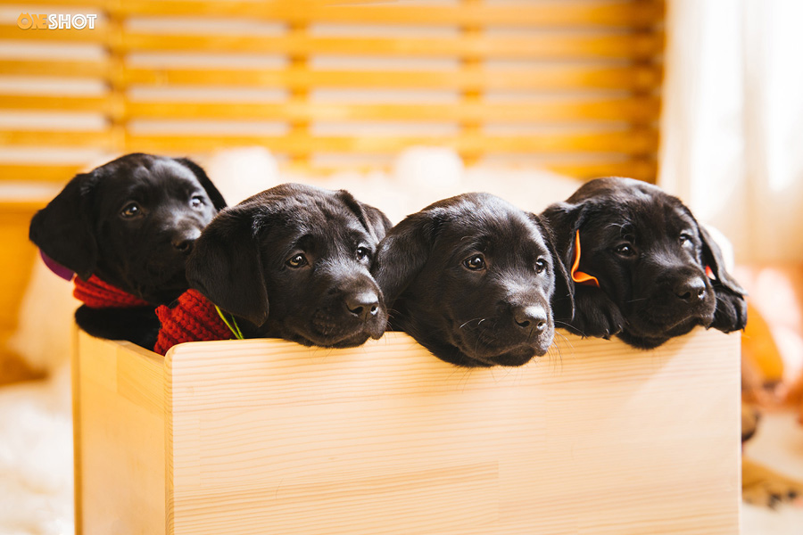 攝影師詳解如何拍攝黑色寵物