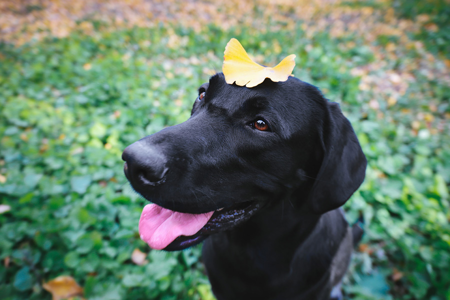 攝影師詳解如何拍攝黑色寵物