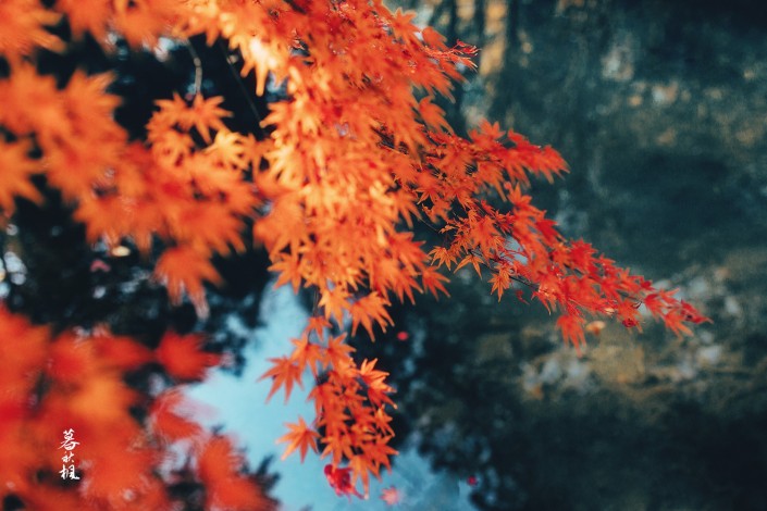 LR調出秋季人像照片古典藝術效果