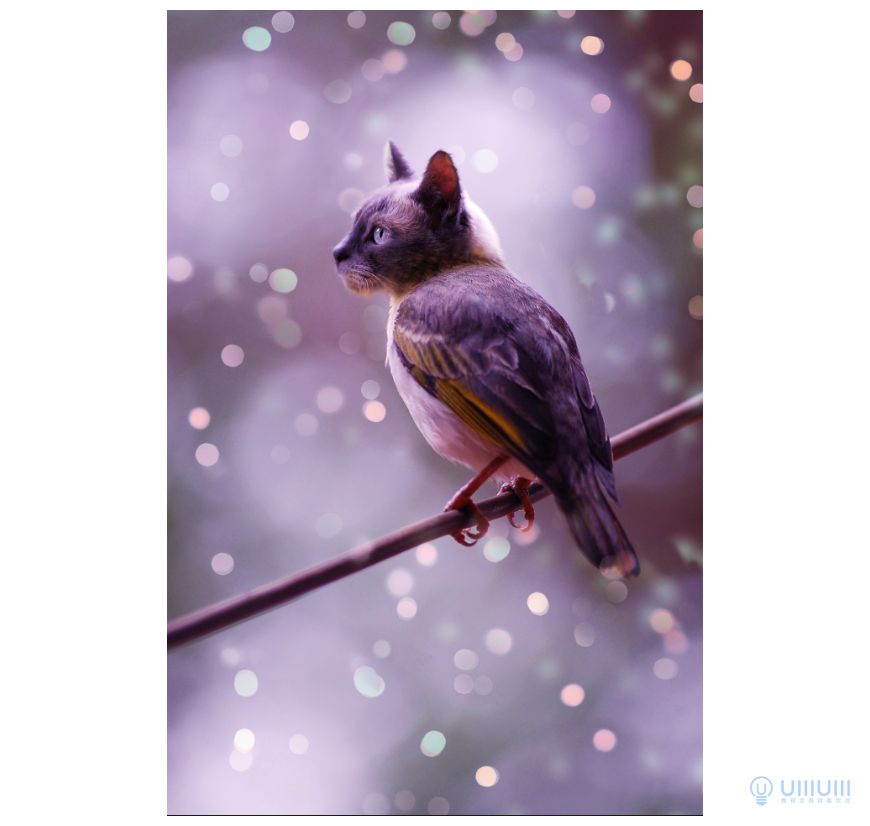 Photoshop創(chuàng)意的合成貓咪頭像的貓頭鷹