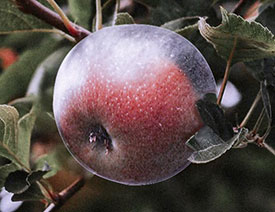 Photoshop�{��ĥɰ���}�L����O��