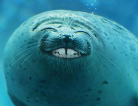 ����ĸ�¶���������������OӋ���p